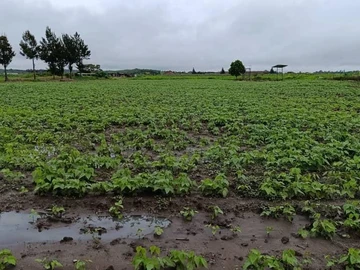 Farm & Agricultural Land